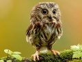 Juego Animal Hidden Stars