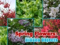 Juego Spring Flowers: Hidden Objects