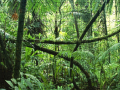 Juego Jigsaw puzzle: Rainforest