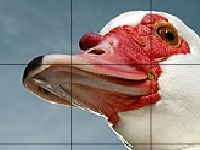 Juego Red beak