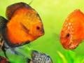 Juego Tropical fish jigsaw Tournament