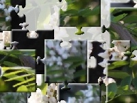 Juego White spring
