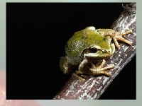 Juego Choose a puzzle 2