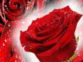 Juego Red Roses