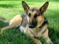 Juego German shepherd