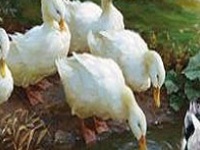 Juego Duck family