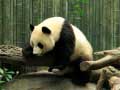 Juego Pandas Puzzle