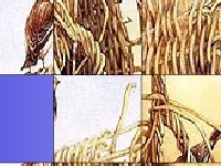 Juego Birds in the bush