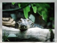 Juego Alligator
