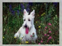 Juego Different dogs