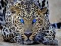 Juego Leopard