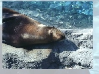 Juego Sea lion