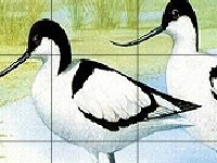 Juego Two funny birds