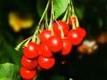 Juego Fruits & vegetables 14