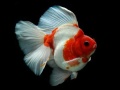 Juego Gold Fish Jigsaw Puzzle