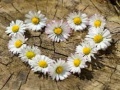 Juego Daisy Heart Jigsaw