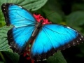 Juego Nature Jigsaw Puzzle Butterfly