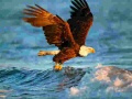 Juego Animals Jigsaw Puzzle Eagle
