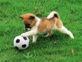 Juego Playful Puppy Outdoor Puzzle