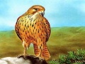 Juego Birds of Prey Slide