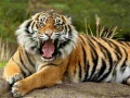 Juego Animals Jigsaw Puzzle Tiger