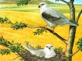 Juego Birds Of Prey Puzzle