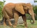 Juego Animals Jigsaw Puzzle - Elephants