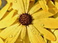 Juego Flower Petals Raindrop Jigsaw