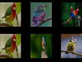 Juego Memorize the birds