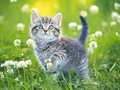 Juego Kittens Jigsaw