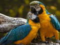 Juego Parrot Jigsaw