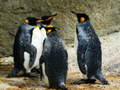 Juego King Penguin Jigsaw