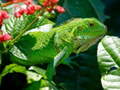 Juego Wild Iguana