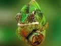 Juego Chameleon Jigsaw