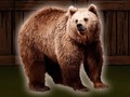 Juego Save The Grizzly Bear