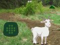 Juego Goat Find The Child