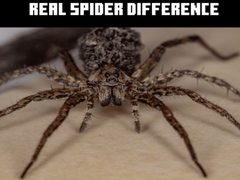 Juego Real Spider Difference