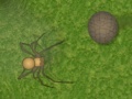 Juego Crazy Armadillo
