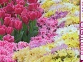 Juego Hidden Hearts - Spring Flowers