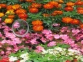 Juego Hidden Hearts Flowers
