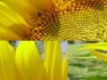 Juego Sunflower Photo Puzzle