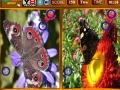 Juego Butterfly Similarities Game