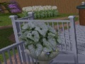 Juego Escape from the Garden