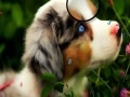 Juego Faboulous Animals Hidden Numbers