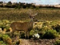 Juego Bag a Monster Buck