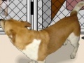 Juego Animal shelter