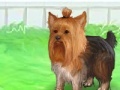 Juego Cute Yorkie