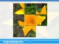 Juego Yellow Lily