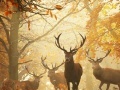 Juego Nature Photography - Find the Numbers