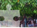 Juego Orange Tree Jigsaw Puzzle 